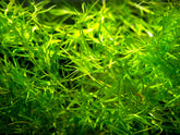 Guppy Grass - Najas Guadelupensis